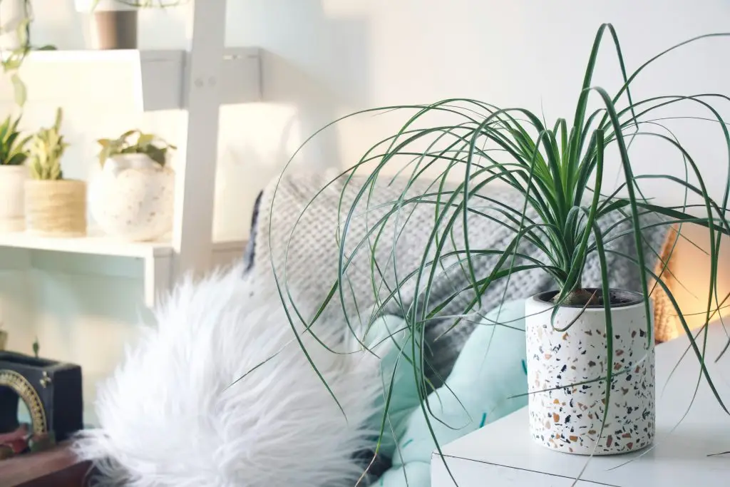 Cozy home interior with plants, representing the calm exterior that often masks high-functioning anxiety, anxiety therapy Oakland
